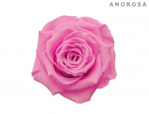 Amorosa_pink